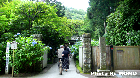 北鎌倉 観光 写真 明月院 紫陽花寺 建長寺 旅deフォト